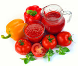 Tomato Paste Good Quality From China
