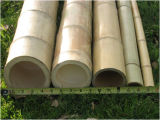Bamboo Poles/Bamboo Lumber
