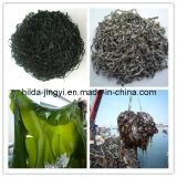 Dried Cut Kelp, Shredded Seaweed Laminaria, Sea Kelp, Sea Kale)