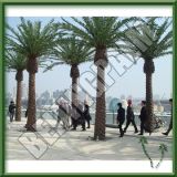 Outdoor Artificial Canary Palm Tree in Saudi Arabia Pavilion (OA-PC-008)