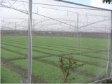 HDPE+UV 20 Mesh 20*17mm 30g/Sq. Meter Anti Insect Net