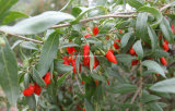 Dired Goji Berry Origined From Ningxia (0005)