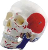 Human Skull Mh01003