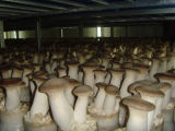 Fresh Eryngii Mushroom