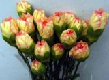 Carnation--Fresh Cut Flowers-Carnation Flowers