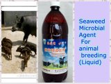 . Algae Biobacterial Agent Used for Feed Additive