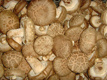 Fresh Shiitake Mushroom (TC01-01)