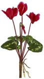 Popular Decorative Artificial Plants Cylamen Artificial Flowers Gu-Lj-5L-4f