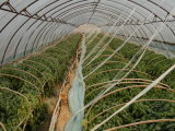 Plastic Vegetable Climbing Plant Support Net
