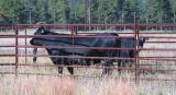 Powder Coated Cattle / Livestock Fence Panel
