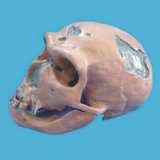The Neanderthal Skull Skeleton Model (R020608)