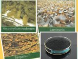 Seaweed Fertilizer / Kelp Extract