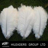 White Ostrich Feather for Wedding and Festival