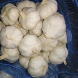 Pure White Garlic in 10kg Mesh Bag