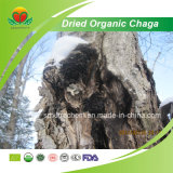 Manufacturer Supply Dried Organic Chaga