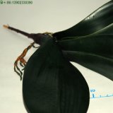Decorative Artificial Flower Leaf for Clivia