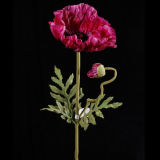PU Poppy Flower (PO004A4-30S)