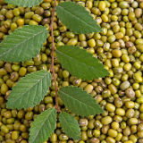 2015 China Organic Dried Green Mung Bean