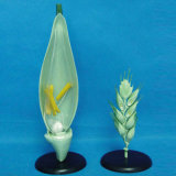 Wheat Flower Anatomic Plant Model for Teaching (R200111)