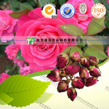 100% Pure Natural Herb Medicine Rosa Chinensis