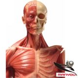 60cm Anatomy Muscle Model for Male