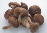 Shitake Mushroom Extract /Lentinula Edodes (Berk.) Pegler.