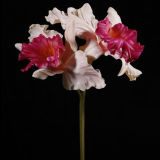 Artificial PU Flower Cattleya (CL-006-19S)