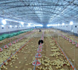 Automatic Poultry Control Shed Equipment for Broiler Growing