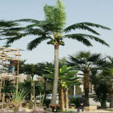 ISO9001 Artificial Coconut Palm Tree with Coconuts (indoor&outdoor) (SJ0256)