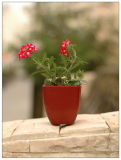 8.6cm Square Biodegradable Planting Pot (004004) 