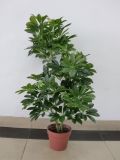 High Quality of Artificial Plants of Schefflerra Gu-Bj-765-675L-6h