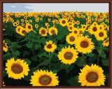Coloring by Numbers on Canvas Factory New Sunflower Design En71-123, CE