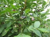 IQF Organic Black Berry Zl-1044