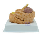 Top Quality Soft Human Brain Model