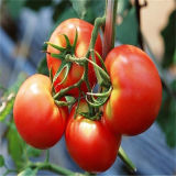 Brix 28-30% Canned Tomato Paste in Factory New Crop