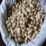 Hot Sale Natural Peanut in Shell with Top Quality