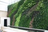 Hot Sale Indoor & Outdoorartificial Green Plant Wall Decoration (SJ0049)