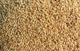 Hot Selling Natural White Sesame Seeds