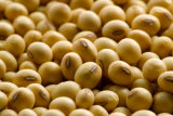 China Non-Gmo Soybeans with Good Price