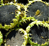 2015 China Fresh Sunflower Seeds