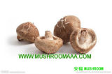 Dried Sliced Shiitake Mushroom