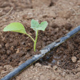 Plastic Pipe for Drip Irrigation
