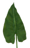 PU Leaves (LE007-30S)
