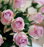 Short Roses Silk Flowers Artificial Flower Decorative Flower