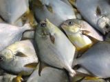 Frozen Golden Pampano Pomfret Fish
