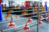 Poultry Equipment for Broiler Rearing