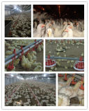 Automatic Hotsale Poultry Equipment for Chicken Broliers and Breeders in Chicken Farm