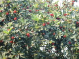 Waxberry