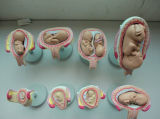 Se33213 Fetal Pregnancy Development