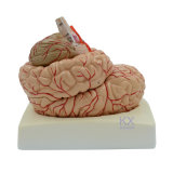 9 Parts Human Brain Model